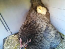 Un pollo marrone con un piccolo pulcino giallo sulla schiena all'interno di un pollaio