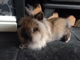 Bellissimo Sable Point Lionhead Doe