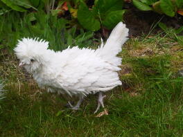 Frizzle Polonia