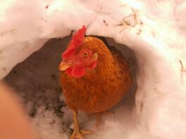 Il pollo rosso in un tumulo di neve
