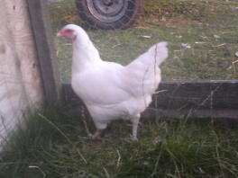 gallina ixworth