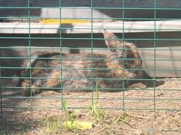 Un grande coniglio marrone e nero sdraiato al sole in una pista per animali