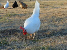 Gallina livornese bianca