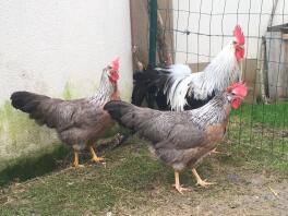 Polli in corsa con recinzione per polli