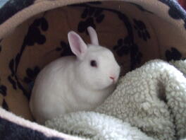 Carino coniglio bianco nascosto