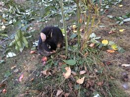 Un coniglio nero che mangia alcune foglie