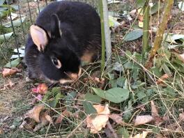 Un coniglio nero che mangia alcune foglie