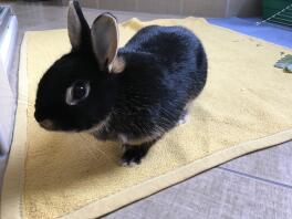 Un coniglietto nero su un tappeto giallo