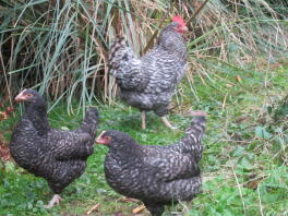 Trio di cuculo Marrans