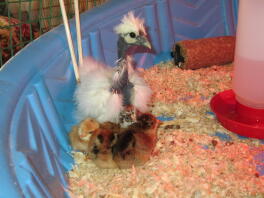 White Showgirl Silkie 5 settimane