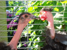 gallina e gallo a collo nudo