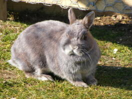 Sky our Netherland Dwarf