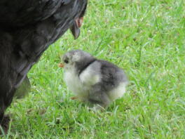 Pollo e pulcino