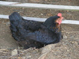 Un pollo nero e marrone che fa un bagno di polvere al sole