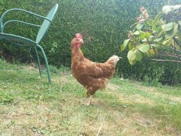 Una gallina ex-batteria che esplora il nostro giardino per la prima volta.