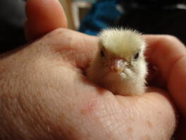 Baby quaglia giapponese