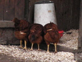 Rhode Island Red pulcini