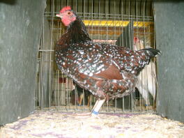 Pollo in posa