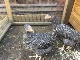 Scott's Grey Chickens (Eggna e Mrs Cluck!)