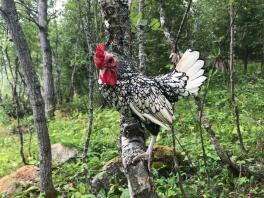 Un piccolo pollo bianco e nero stava su un ramo in una foresta