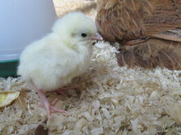 luce sussex bantam pulcino