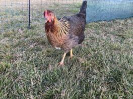 Un pollo gallese all'interno di un recinto per polli.