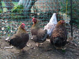 Quattro polli bianchi e marroni stavano in un giardino