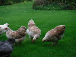 Salmone Wyandotte galline bantam