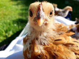 Piccolo pollo arancione in un giardino soleggiato