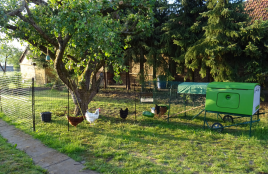 Omlet verde Eglu Cube grande pollaio e corsa con polli e Omlet recinzione per polli
