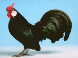 Gallo