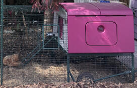Un grande pollaio viola Cube con una corsa annessa