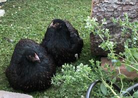Polli in giardino