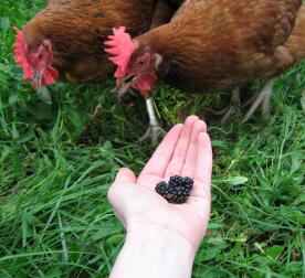 Galline che mangiano more fuori mano