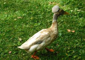 Crested Duck visto in un parco pubblico a Sacramento, in California.