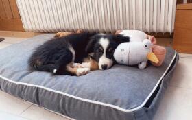 Cane sdraiato su Omlet Fido letto per cani