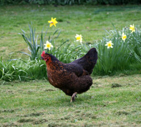 Pollo in giardino