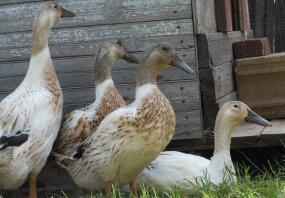 Quattro giovani galline Arlecchino gallese