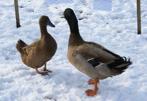 Giorno di neve