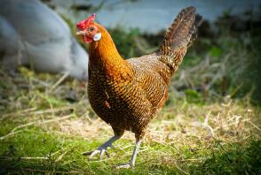 Gallina di Amburgo a matita dorata