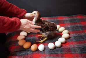 little araucana chicken