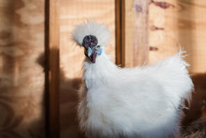 Un pollo bianco silkie con belle piume.