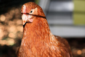 Primo piano del pollo