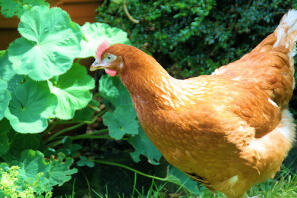 Pollo in giardino