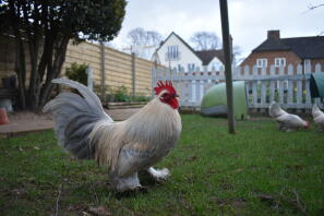 Lavanda millefleur booted bantam cockrel