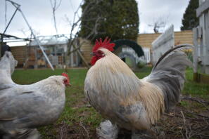 Paio di bantam con stivale millefleur lavanda