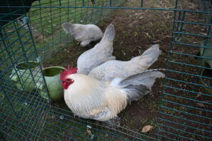 Quad bantam lavanda millefleur