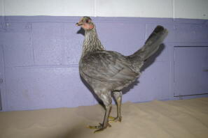 Pollo in posa con sfondo viola