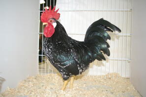 Pollo in gabbia