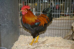 Pollo in gabbia